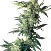 Northern Lights strain with dense buds covered in frosty trichomes and dark green leaves.