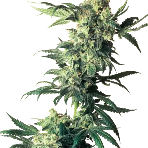 Northern Lights strain with dense buds covered in frosty trichomes and dark green leaves.