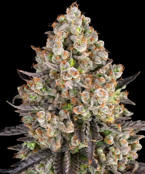 Close-up of "OG Kush Auto" strain showcasing dense, frosty buds with orange pistils and dark green sugar leaves, all covered in a thick layer of trichomes, capturing the plant’s potency.