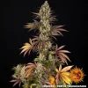 A fully grown "OG Kush Auto" plant with vibrant, purple-tinted leaves and tightly packed buds, highlighting its rich resin production and classic structure.