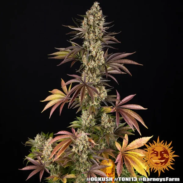 A fully grown "OG Kush Auto" plant with vibrant, purple-tinted leaves and tightly packed buds, highlighting its rich resin production and classic structure.