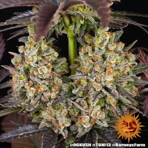 Detailed view of "OG Kush Auto" buds on a branch, displaying a generous coating of crystals and contrasting orange pistils, emphasizing its robust, resinous flowers.