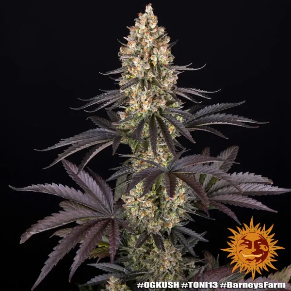 Full display of an "OG Kush Auto" plant with lush foliage and dense, crystal-covered buds, featuring dark, purplish-green leaves that accentuate the strain's visual appeal.