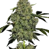OG Kush Auto strain displaying vibrant orange hairs and frosty trichomes.