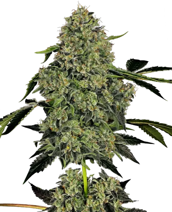 OG Kush Auto strain displaying vibrant orange hairs and frosty trichomes.