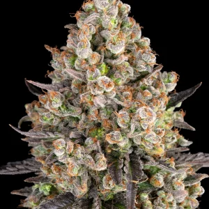 Detailed view of a single OG Kush Strain cola, showcasing its frosty resin and orange pistils.