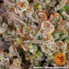 OG Kush strain in bloom, featuring dense buds covered in resin and bright orange pistils.