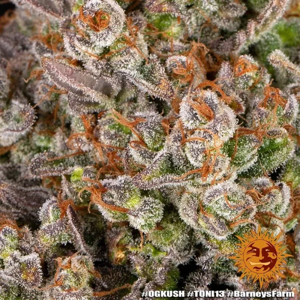 OG Kush strain in bloom, featuring dense buds covered in resin and bright orange pistils.