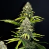 Close-up of OG Kush Strain in full bloom showcasing resinous buds.