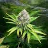 Indoor cultivation of OG Kush Strain with lush green leaves and dense flowers.
