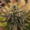 Mature OG Kush Strain bud displaying its unique structure and color variations.