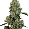 OG Kush strain with frosty buds and a powerful coating of trichomes.