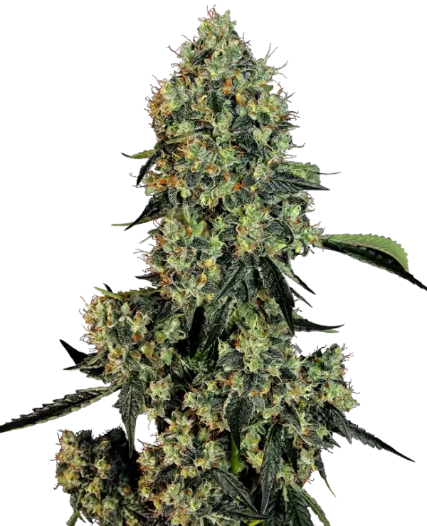 OG Kush strain with frosty buds and a powerful coating of trichomes.