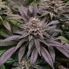 Orange Bud plant with bright orange pistils and dense, trichome-covered buds, framed by rich green leaves