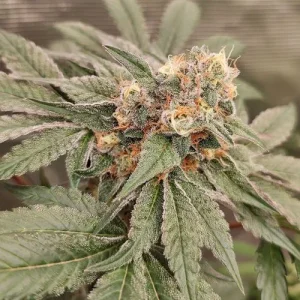 Close-up of Orange Bud bud with bright orange pistils and frosty trichomes, highlighting its dense structure