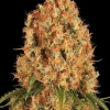 Close-up of the Orange Sherbert Strain, showing dense buds covered in frosty trichomes and vibrant orange pistils.