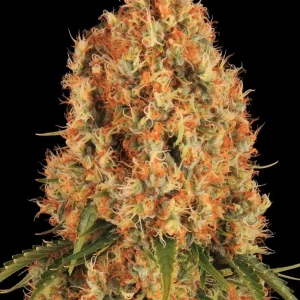 Close-up of the Orange Sherbert Strain, showing dense buds covered in frosty trichomes and vibrant orange pistils.