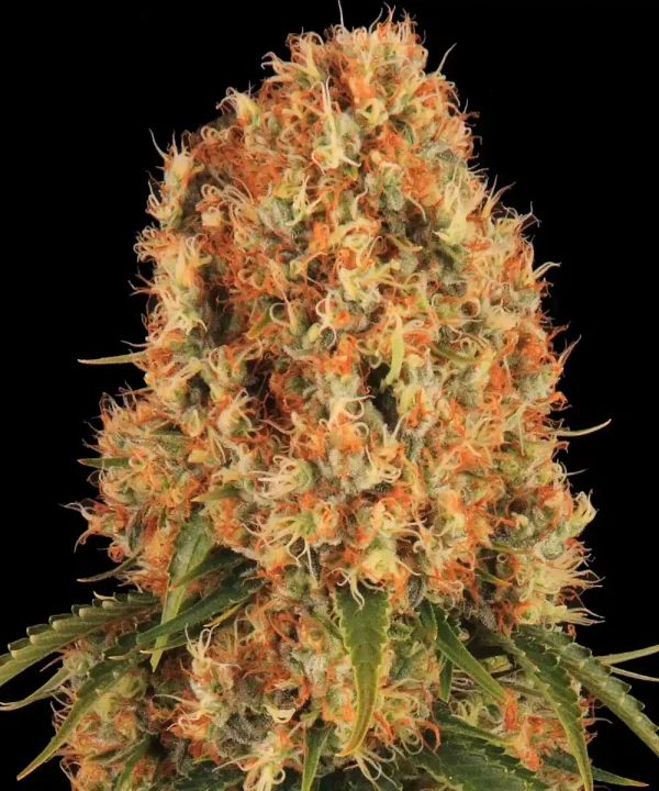 Close-up of the Orange Sherbert Strain, showing dense buds covered in frosty trichomes and vibrant orange pistils.