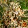Detailed view of Orange Sherbert Strain with sparkling trichomes and lush green leaves.