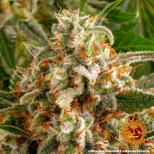 Detailed view of Orange Sherbert Strain with sparkling trichomes and lush green leaves.