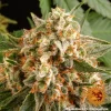 Orange Sherbert Strain bud displaying thick trichome coverage and vivid orange hairs.