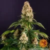 Full plant of Orange Sherbert Strain, showcasing tall structure and multiple resinous buds.