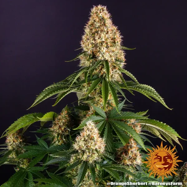 Full plant of Orange Sherbert Strain, showcasing tall structure and multiple resinous buds.