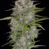 Close-up of a mature Orange Sherbet Auto cannabis plant, its dense buds glistening with trichomes. The serrated leaves are vibrantly green, set against a black background that accentuates the plant's striking features.