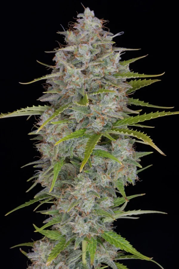 Close-up of a mature Orange Sherbet Auto cannabis plant, its dense buds glistening with trichomes. The serrated leaves are vibrantly green, set against a black background that accentuates the plant's striking features.