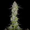 A tall cannabis plant stands against a black background, its dense clusters of buds showcasing a vibrant hint reminiscent of Orange Sherbet Auto, with green leaves elegantly radiating outward.