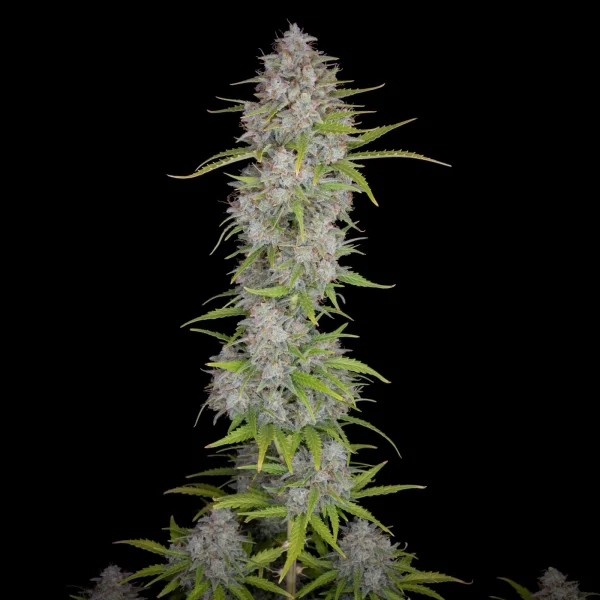 A tall cannabis plant stands against a black background, its dense clusters of buds showcasing a vibrant hint reminiscent of Orange Sherbet Auto, with green leaves elegantly radiating outward.