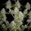 Close-up of several cannabis plant buds with green leaves, displaying a frosty appearance. These Orange Sherbet Auto strains are set against a black background, highlighting the plants' textures and details.