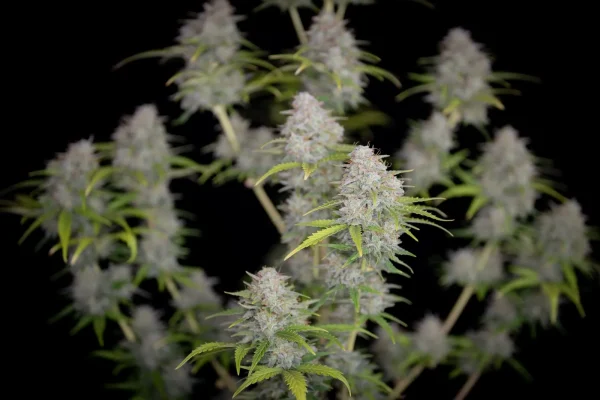 Close-up of several cannabis plant buds with green leaves, displaying a frosty appearance. These Orange Sherbet Auto strains are set against a black background, highlighting the plants' textures and details.