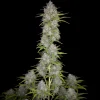 Close-up of a tall cannabis plant, Orange Sherbet Auto, against a black background, featuring dense clusters of buds with frosty trichomes and lush green leaves. The plant is prominently displayed in the center of the image.