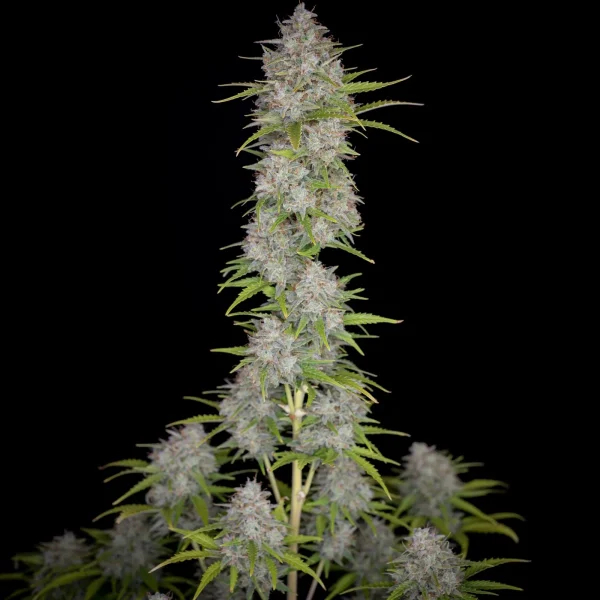 Close-up of a tall cannabis plant, Orange Sherbet Auto, against a black background, featuring dense clusters of buds with frosty trichomes and lush green leaves. The plant is prominently displayed in the center of the image.