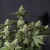 Orange Sherbet Strain showcasing dense, resinous buds under ideal conditions.