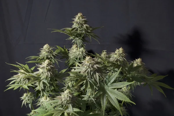 Orange Sherbet Strain showcasing dense, resinous buds under ideal conditions.