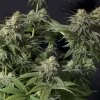 Lush growth of Orange Sherbet Strain with frosty colas and vibrant green leaves.