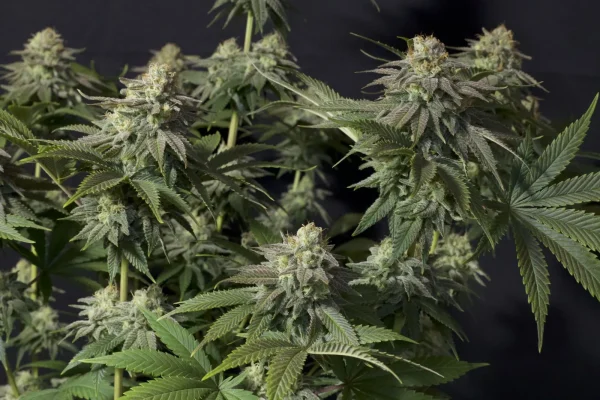 Lush growth of Orange Sherbet Strain with frosty colas and vibrant green leaves.