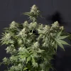 Orange Sherbet Strain plant in full bloom, featuring multiple heavy buds.