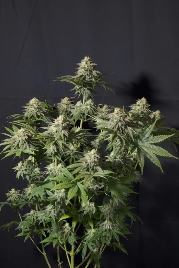 Orange Sherbet Strain plant in full bloom, featuring multiple heavy buds.