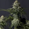 Close-up of Orange Sherbet Strain bud covered in trichomes and glistening with resin.