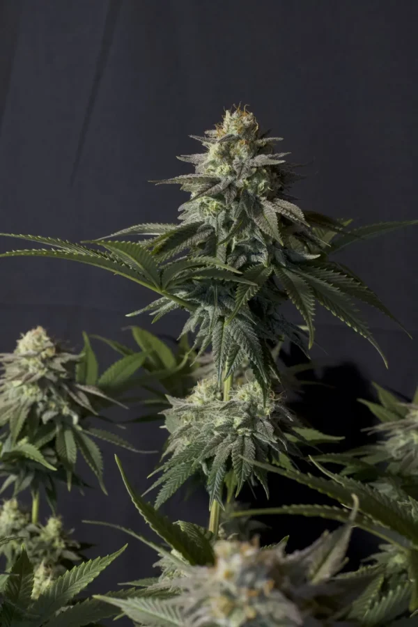 Close-up of Orange Sherbet Strain bud covered in trichomes and glistening with resin.