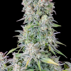 Original Afghan Kush Auto plant with large, dense buds covered in white trichomes and broad leaves.