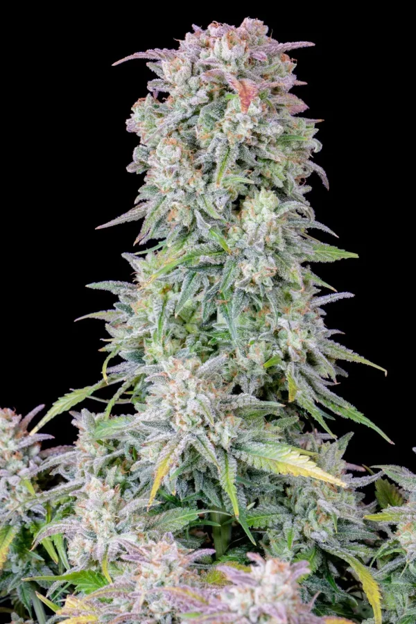Original Afghan Kush Auto plant with large, dense buds covered in white trichomes and broad leaves.