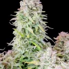Tall Original Afghan Kush Auto plant with dense bud structure and frosty appearance in an indoor setting