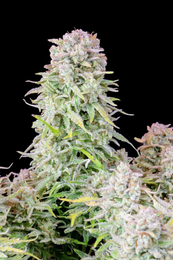 Tall Original Afghan Kush Auto plant with dense bud structure and frosty appearance in an indoor setting
