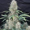 Close-up of the Original Afghan Kush Auto cola with a thick layer of trichomes and orange pistils