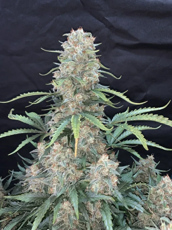 Close-up of the Original Afghan Kush Auto cola with a thick layer of trichomes and orange pistils