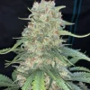 Frosty Original Afghan Kush Auto bud with vibrant green color and prominent trichome coverage